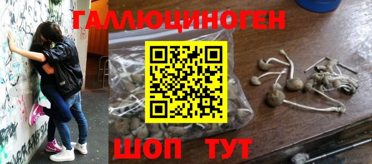 где продают   Вход с VPN  Сатка  Галлюциногенные грибы Cubensis 